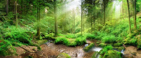 Panoramisch Boslandschap Met Lichtstralen Door Mist Weelderig Groen Gebladerte Een — Stockfoto