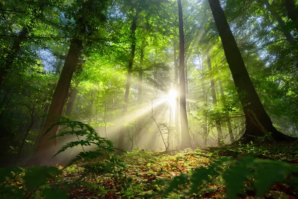 幻想的な森の中で霧と緑の葉を通して輝く美しい光 — ストック写真