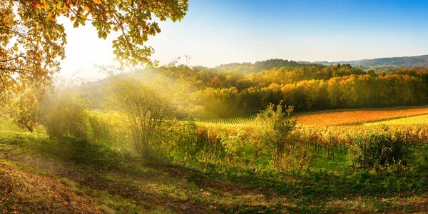 Landelijk Landschap Herfst Met Wijngaarden Heuvels Een Levendige Blauwe Hemel — Stockfoto