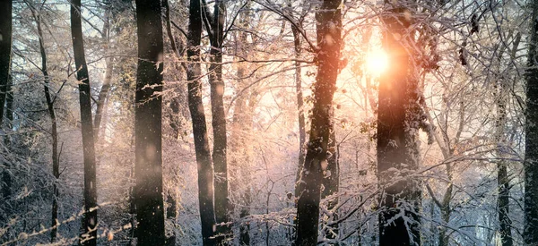 Cena Inverno Encantada Com Raios Sol Caindo Neve Coberto Árvores — Fotografia de Stock