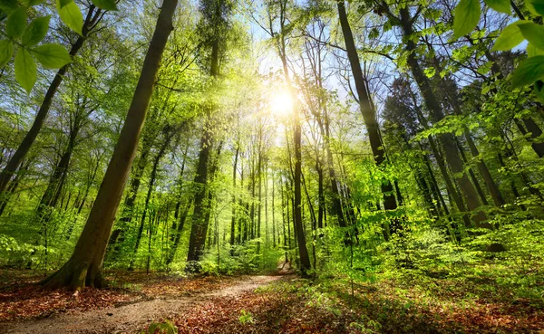 Floresta Verde Com Céu Azul Sol Brilhando Brilhante Iluminando Caminho — Fotografia de Stock