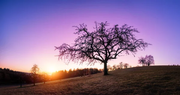 Silhouette Eines Einsamen Kahlen Baumes Auf Einem Hügel Bei Sonnenuntergang — Stockfoto