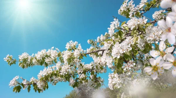 在美丽明亮的阳光下 白色的花朵在枝条上绽放 背景是蔚蓝的天空 — 图库照片