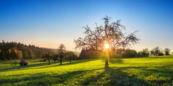 Low Sun Casting Rays Tree Idyllic Green Meadow Clear Sky — Stock Photo, Image