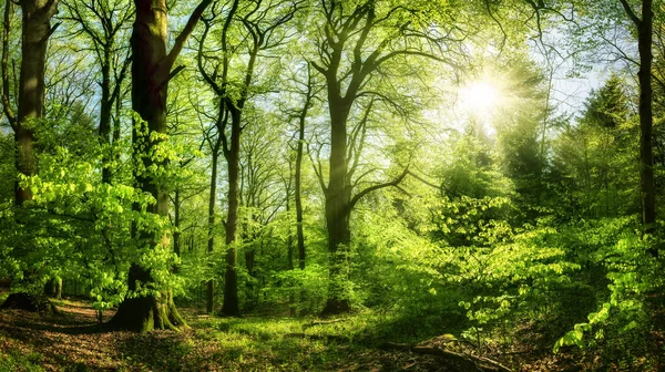 Piękny Las Przyjemnym Świetle Słonecznym Słońcem Świecącym Przez Zielone Liście — Zdjęcie stockowe