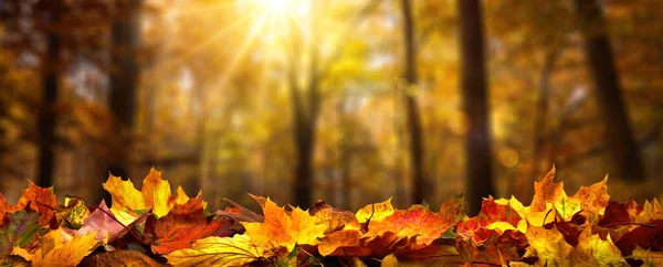 Fila Ordenada Hojas Otoño Suelo Del Bosque Árboles Desenfocados Con — Foto de Stock