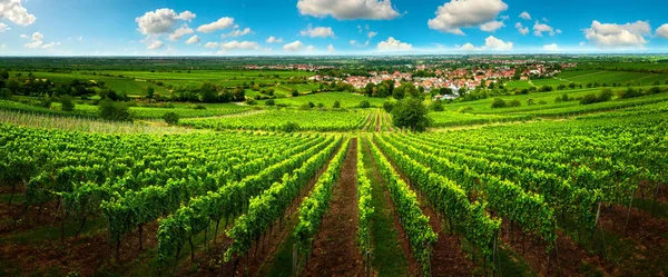 Grön Vingård Vidsträckt Landskap Med Blå Himmel Och Rader Vinrankor — Stockfoto