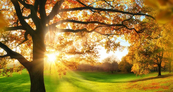 Paisaje Otoñal Parque Soleado Con Prado Verde Sol Detrás Hermoso — Foto de Stock