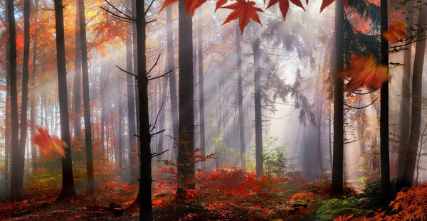 Magical autumn scenery in a dreamy forest, with rays of sunlight beautifully illuminating the mist and creating beautiful colors in the foliage