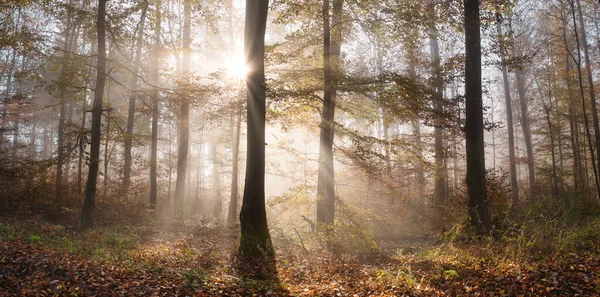 Sluneční Paprsky Lese Slunce Stromem Vrhá Krásné Paprsky Mlhou Otevřenými — Stock fotografie
