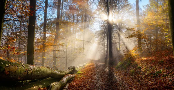 Cenário Outono Encantador Cores Sonhadoras Mostrando Caminho Florestal Com Sol — Fotografia de Stock