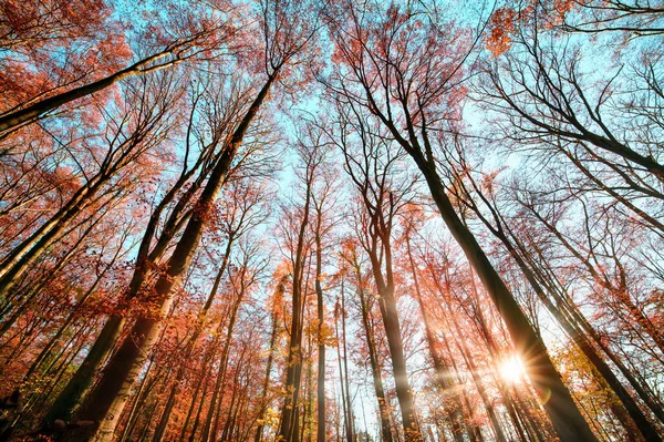 Floresta Ângulo Largo Disparada Com Sol Céu Azul Atrás Folhagem — Fotografia de Stock