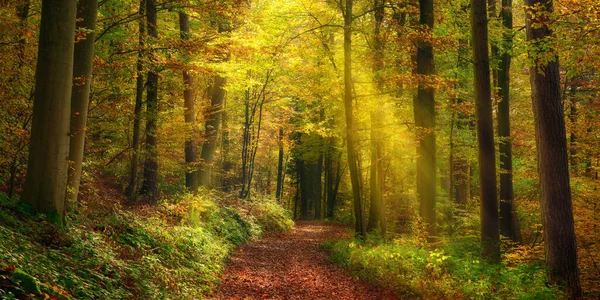 霧に包まれた秋の森の中で光が歩道を照らし 自然のアーチ 静かなパノラマ風景を作り出します — ストック写真