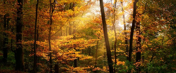 Panorama Nature Avec Des Rayons Soleil Illuminant Feuillage Jaune Automne — Photo