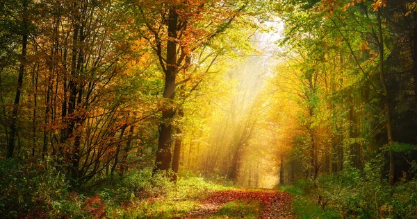 Autumn Forest Scenery Rays Sunlight Illumining Gold Foliage Mist Footpath Stock Picture