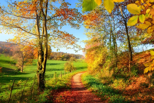 美しい秋の色と青い空を持つ牧草地や歩道上の木を通して景色と豪華なカラフルな風景 — ストック写真