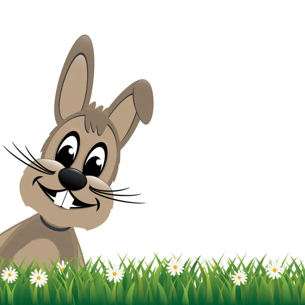 Brązowy królik wygląd strony stokrotka łąka na białym tle — Wektor stockowy