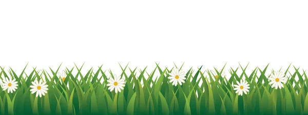 Lente daisy weide geïsoleerd achtergrond — Stockvector