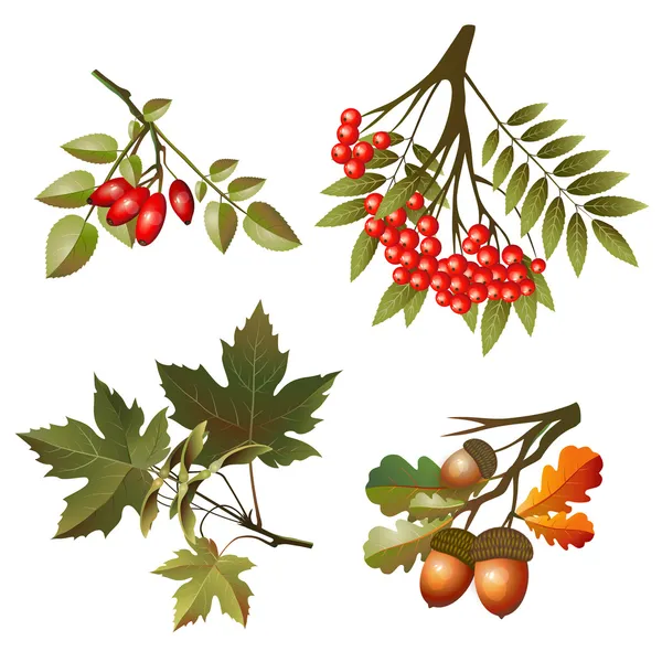 Collection sonbahar yaprak ve meyve