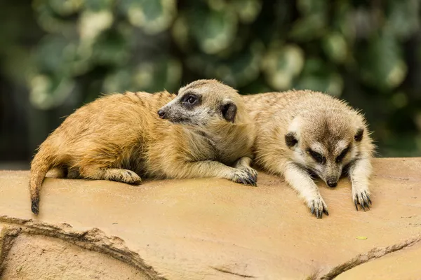 Meerkat покоится на земле — стоковое фото