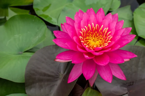 Mooie roze waterlily — Stockfoto