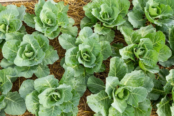 Cabbage seedlings — Stock Photo, Image