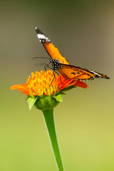 Motýl krmení — Stock fotografie