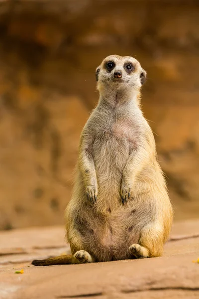 Meerkat. Imagens Royalty-Free
