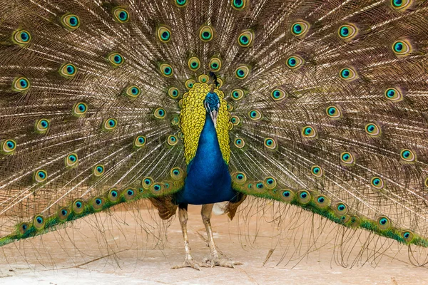 Pavão mostrando suas belas penas Fotografia De Stock