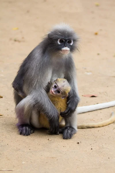 Macaco-de-folhas-escuras — Fotografia de Stock