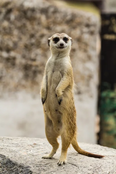 Meerkat — Stockfoto