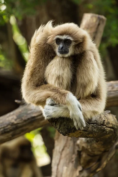 Gibbon bianco — Foto Stock
