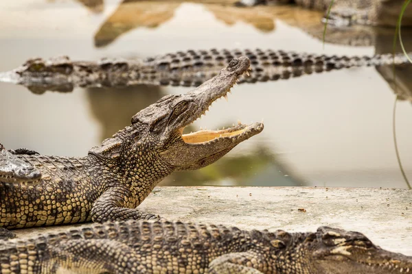 Krokodil — Stockfoto