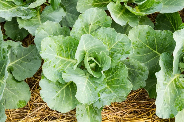 Großaufnahme Kohl — Stockfoto