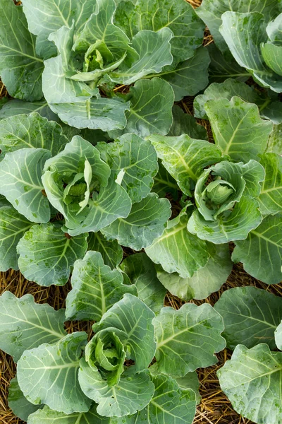 Cabbage — Stock Photo, Image