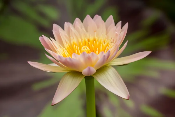 Mooie roze water lily — Stockfoto