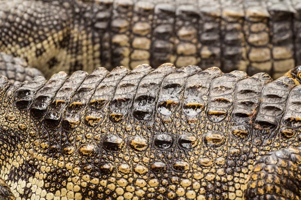 Primo piano della pelle di coccodrillo — Foto Stock