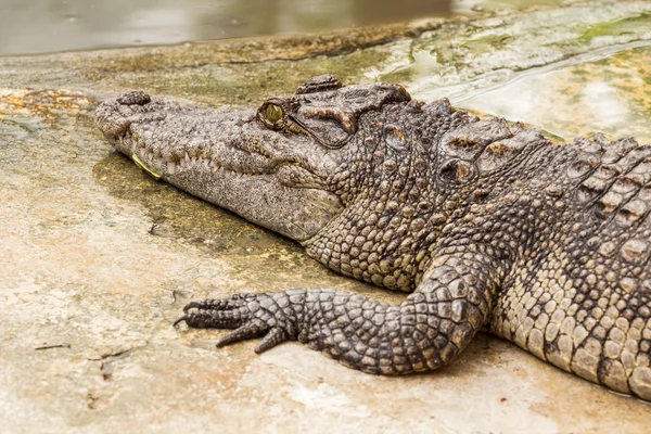 Nahaufnahme auf Krokodil — Stockfoto