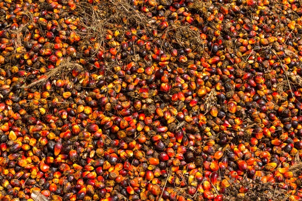 Oil palm fruits — Stock Photo, Image