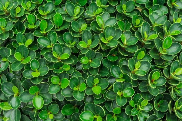 Modèle de feuille verte — Photo
