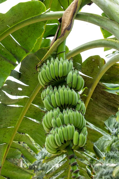 Green Banana — Stock Photo, Image