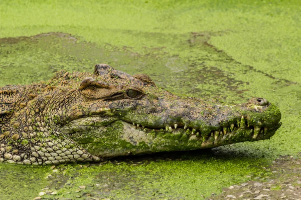 Nahaufnahme auf Krokodil — Stockfoto