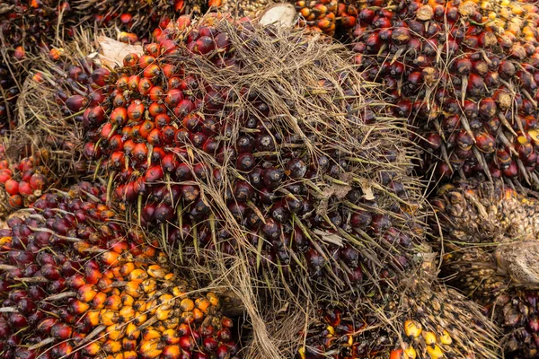 Oil palm fruits — Stock Photo, Image