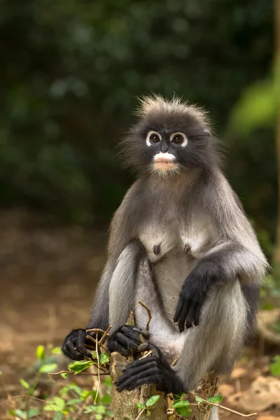 Gölgeli yaprak maymun — Stok fotoğraf