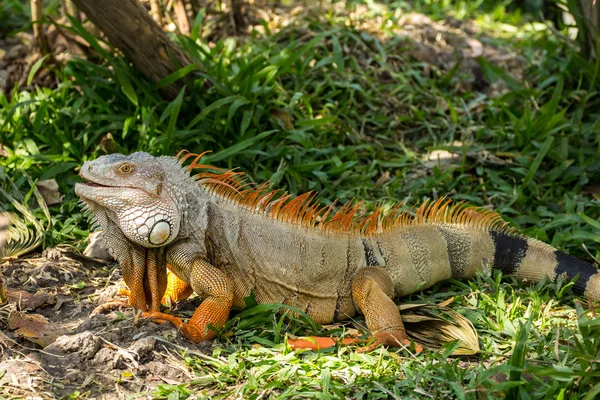 Iguana — Foto Stock