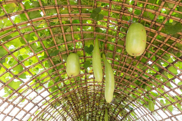 Grüne chinesische Wassermelone hängt an Rebengitter. — Stockfoto