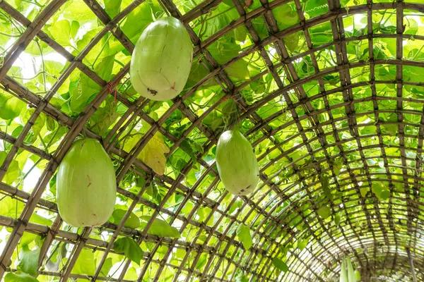 Green Chinese Watermelon hanging on vine lattice. — Stock Photo, Image