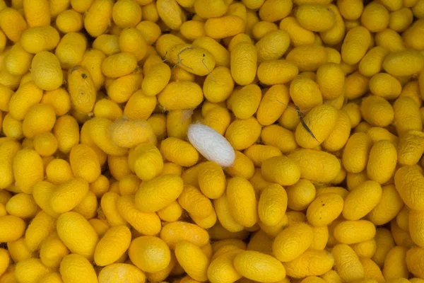 Silk Cocoons — Stock Photo, Image