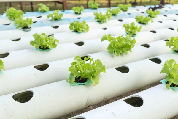 Legumes hidropônicos — Fotografia de Stock