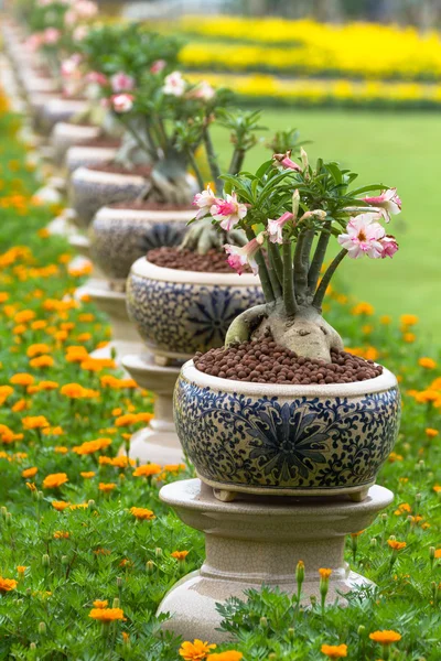 Desert rose of ping bignonia in potten keramiek — Stockfoto